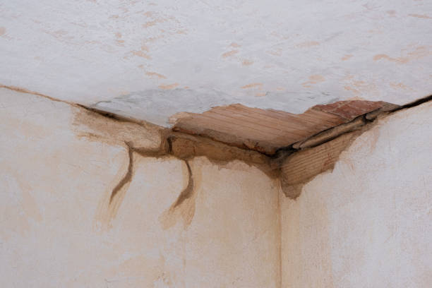 Best Mold removal after water damage  in Walthourville, GA